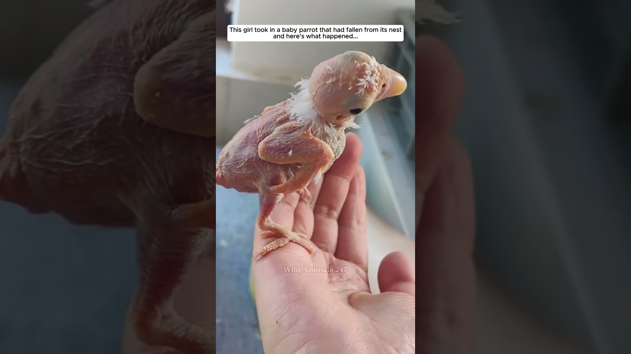 This girl took in a baby parrot that had fallen from its nest and then #parrot #babyparrot #short
