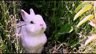 White Rabbit ASMR  | Aesthetic 4K Nature Ambience Sounds for Relax