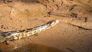 preview picture of video 'Indian Rock Python'