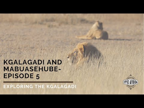 Kgalagadi and Mabuasehube: Episode 5 - Exploring the Kgalagadi