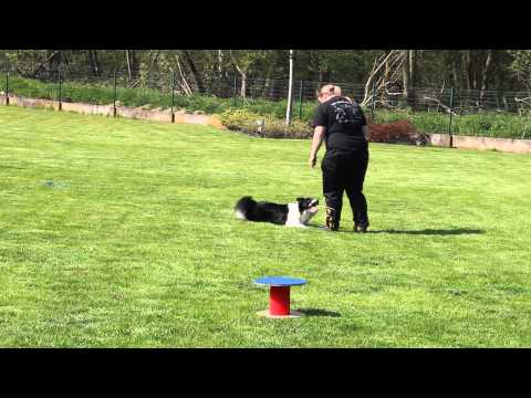 Training doggydance Sky