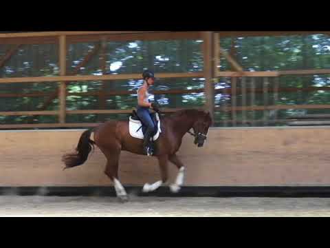 BM Sportpferde Quasar de Charry