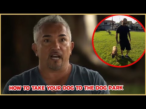 How to safely take your dog to the park | Cesar 911