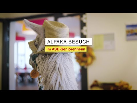 Alpaka-Besuch im ASB-Seniorenheim | ASB – Dank dir helfen wir
