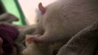 Bread for Rats