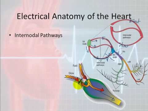 Basic Electrophysiology, part 3 - Electrical Anatomy, part 1