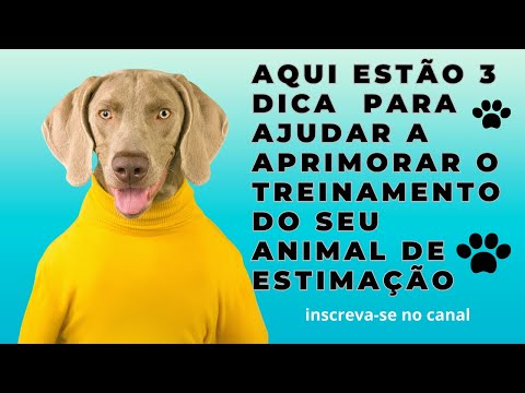 aqui estão três dicas para ajudar a aprimorar o# treinamento do seu #animal de# estimação