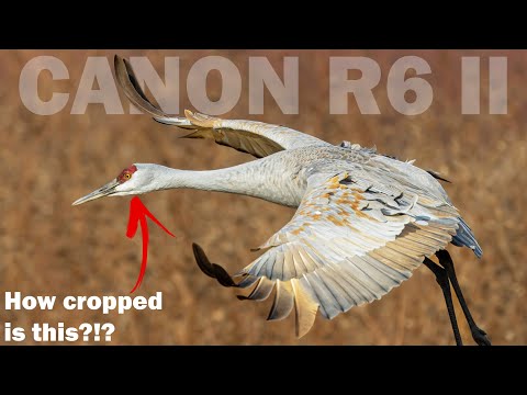 WILDLIFE PHOTOGRAPHY Q & A: How Good Is The CANON R6 II AF And Is 24MP Enough For Cropping?