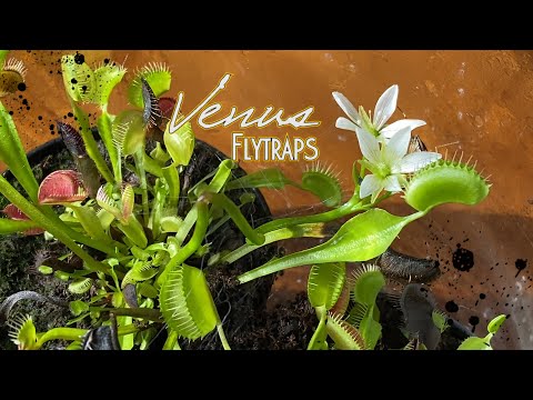 Venus Flytraps - Indoors for the Winter