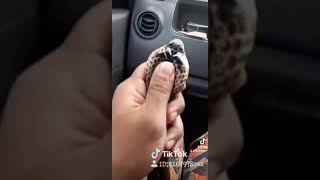 Download lagu ular tedung senduk mp3