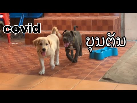 covid  bountun โควิด กับ บุญตัน