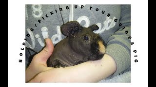 How To Pick Up & Hold Your Guinea Pigs