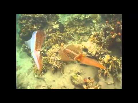 Squid Documentary