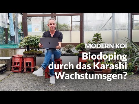 Is crossbreeding with the Karashi gene 'doping'? | Modern Koi Blog #6988