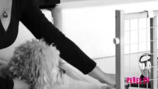 Dog Training Tip - Paws For A Minute™ with Inger - Stop Your Dog From Barking When You're Not Home