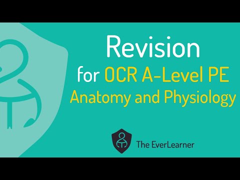 OCR A-Level PE 2022 Revision: Anatomy and Physiology