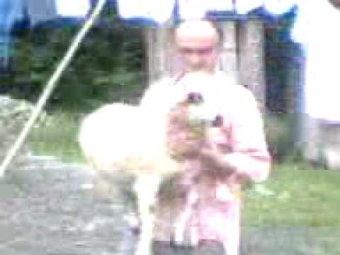 tirol banat pali nagy