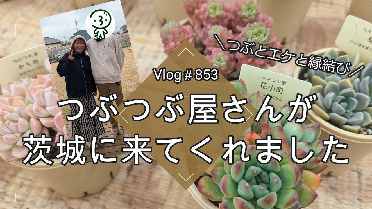 【Vlog853】【多肉植物】つぶつぶ屋さんが茨城に来てくれました【つぶとエケと縁結び】【多肉イベント】