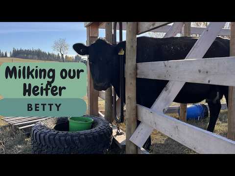 First Year Milking a Heifer: Homesteading Journey