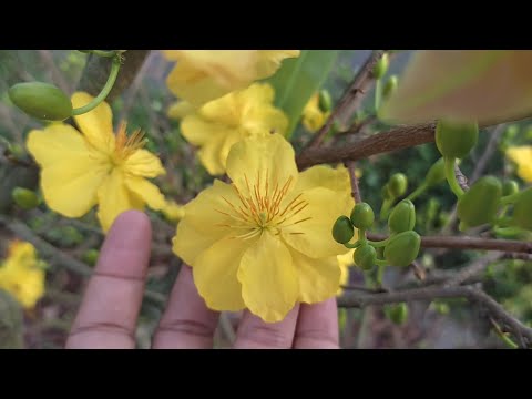 Lí do hoa mai màu nhợt nhạt, kém sắc | Nét Việt #279