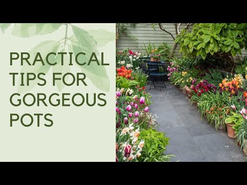 How to group pots - plus practical tips for fabulous container planting
