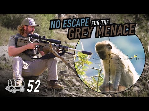 How we Solve a Monkey Problem in Africa! The Oxwagon Diaries, pt.52 | Monkeys, Hyrax & Squirrels