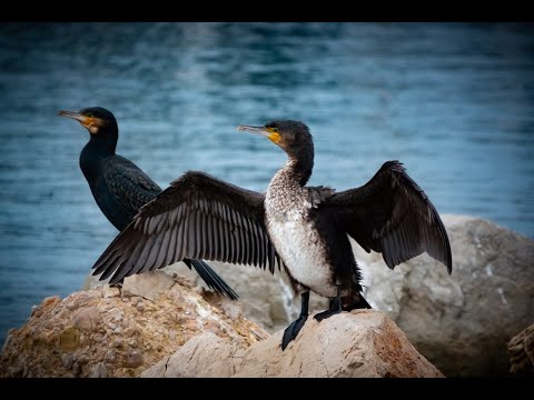 Diaporama photos Nature Animalière été 2021. 4k DCI - Sony Canon - Nature Animaux wildlife proxy