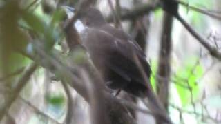 preview picture of video 'Western Chat-Tanager (C.tertius) Zapoten_D.Ascanio.AVI'