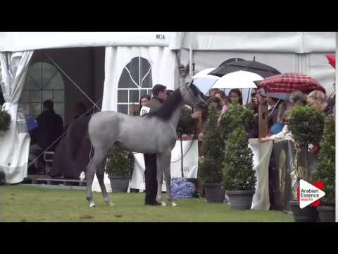 Yearling Fillies Championship