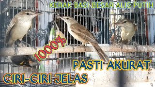 Download lagu PERBEDAAN KERAK BASI ALIS PUTIH JANTAN DAN BETINA || Ciri-Ciri Jelas Kerbas Besar Bahan Ombyokan mp3 Download lagu PERBEDAAN KERAK BASI ALIS PUTIH JANTAN DAN BETINA || Ciri-Ciri Jelas Kerbas Besar Bahan Ombyokan mp3