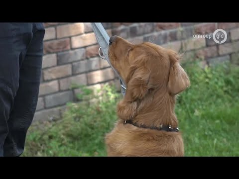 GLD Nieuws 1 juni 2019 - Zaterdag 1 juni