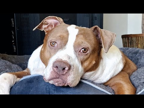 Una perra obesa de un refugio se enfrentaba a un futuro sombrío. Pero esta mujer la acogió en su ...