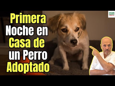 🐶🏡 PRIMERA NOCHE EN CASA DE UN PERRO ADOPTADO: PASOS Y CONSEJOS A SEGUIR 🐾💛
