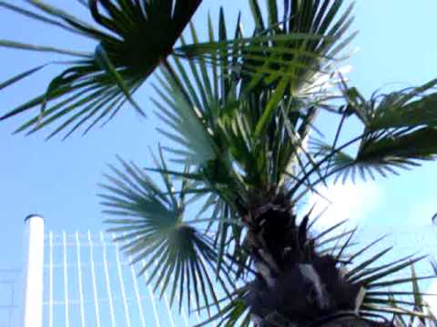 Highest palmtree (France)