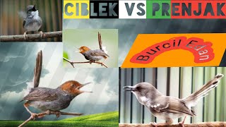 Download lagu CIBLEK vs PRENJAK GACOR | burcil edan tembakan maut 2022 mp3