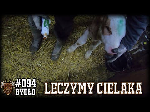 , title : '#94 Bydło opasowe - Leczymy chorego cielaka - czyli jak zawsze. Plan na test mlekopanu'
