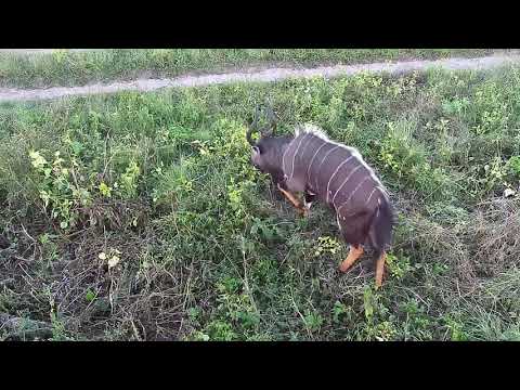 Djuma: Nyala bull bachelor herd - 17:55 - 03/04/21