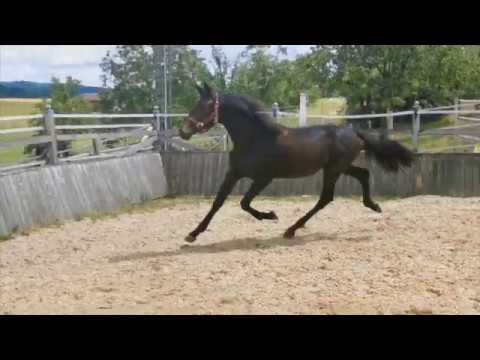 Moonriver CB Juli 2020