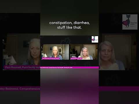 How to Heal You Cat's Gut Issues