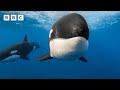 Killer Whales Use New Hunting Technique To Kill Blue Whale Parenthood BBC