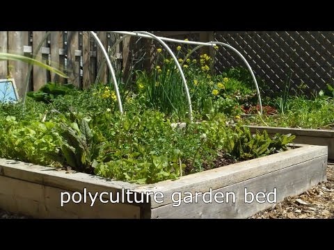Confuse Garden Pests with Polycultures