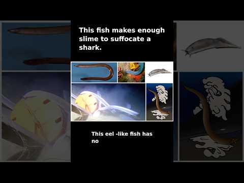 This Fish Makes Enough Slime to Suffocate a Shark