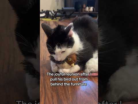A boy and his bird ❤️#blackandwhitecat #cattoys #gin #bird