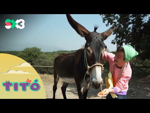 Excursió amb  burros | Titó