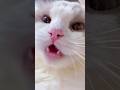 Cat Meowing Cat Voice Cute Cat Voice Short Video Shorts Cat Catlover