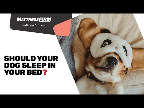 Should your dog sleep in your bed?