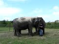 Elephant Trumpeting