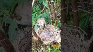 Download lagu Burung Trucukan Memberi Makan & merawat anaknya di Alam mp3 Download lagu Burung Trucukan Memberi Makan & merawat anaknya di Alam mp3