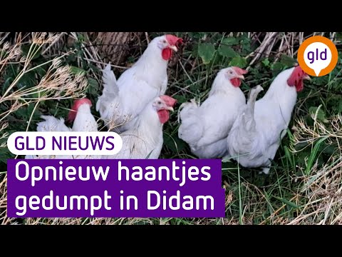 GLD Nieuws 20 juli 2023