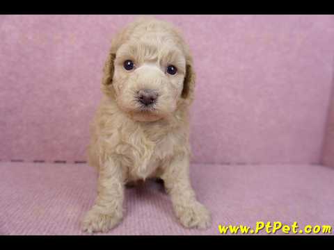 12/06玩具型奶油貴賓母幼犬2號